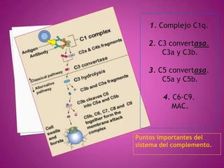 Puntos importantes del
sistema del complemento.
 