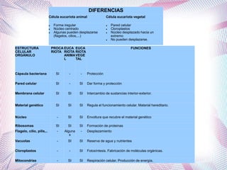 DIFERENCIAS
Célula eucariota animal Célula eucariota vegetal
 Forma iregular
 Núcleo centrado
 Algunas pueden desplazarse
(flagelos, cilios,...)
 Pared celular
 Cloroplastos
 Núcleo desplazado hacia un
extremo
 No pueden desplazarse.
ESTRUCTURA
CELULAR
ORGÁNULO
PROCA
RIOTA
EUCA
RIOTA
ANIMA
L
EUCA
RIOTA
VEGE
TAL
FUNCIONES
Cápsula bacteriana SI - - Protección
Pared celular SI - SI Dar forma y protección
Membrana celular SI SI SI Intercambio de sustancias interior-exterior.
Material genético SI SI SI Regula el funcionamiento celular. Material hereditario.
Núcleo - SI SI Envoltura que recubre el material genético
Ribosomas SI SI SI Formación de proteinas
Flagelo, cilio, pilis,.. - Alguna
s
- Desplazamiento
Vacuolas - SI SI Reserva de agua y nutrientes
Cloroplastos - - SI Fotosíntesis. Fabricación de moléculas orgánicas.
Mitocondrias - SI SI Respiración celular. Producción de energía.
 