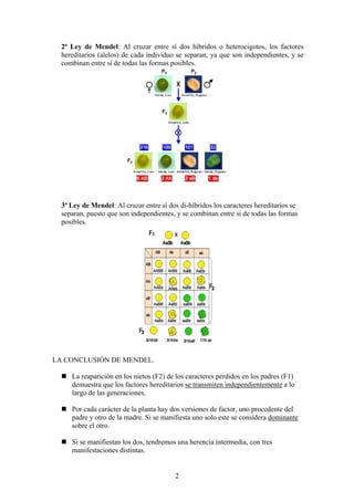 2ª Ley de Mendel: Al cruzar entre sí dos híbridos o heterocigotos, los factores
  hereditarios (alelos) de cada individuo se separan, ya que son independientes, y se
  combinan entre sí de todas las formas posibles.




  3ª Ley de Mendel: Al cruzar entre sí dos di-híbridos los caracteres hereditarios se
  separan, puesto que son independientes, y se combinan entre sí de todas las formas
  posibles.




LA CONCLUSIÓN DE MENDEL.

     La reaparición en los nietos (F2) de los caracteres perdidos en los padres (F1)
     demuestra que los factores hereditarios se transmiten independientemente a lo
     largo de las generaciones.

     Por cada carácter de la planta hay dos versiones de factor, uno procedente del
     padre y otro de la madre. Si se manifiesta uno solo este se considera dominante
     sobre el otro.

     Si se manifiestan los dos, tendremos una herencia intermedia, con tres
     manifestaciones distintas.


                                         2
 