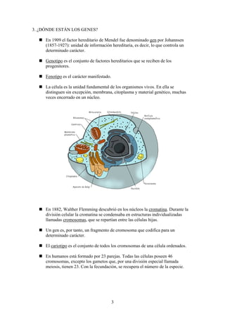 3. ¿DÓNDE ESTÁN LOS GENES?

     En 1909 el factor hereditario de Mendel fue denominado gen por Johannsen
     (1857-1927): unidad de información hereditaria, es decir, lo que controla un
     determinado carácter.

     Genotipo es el conjunto de factores hereditarios que se reciben de los
     progenitores.

     Fenotipo es el carácter manifestado.

     La célula es la unidad fundamental de los organismos vivos. En ella se
     distinguen sin excepción, membrana, citoplasma y material genético, muchas
     veces encerrado en un núcleo.




     En 1882, Walther Flemming descubrió en los núcleos la cromatina. Durante la
     división celular la cromatina se condensaba en estructuras individualizadas
     llamadas cromosomas, que se repartían entre las células hijas.

     Un gen es, por tanto, un fragmento de cromosoma que codifica para un
     determinado carácter.

     El cariotipo es el conjunto de todos los cromosomas de una célula ordenados.

     En humanos está formado por 23 parejas. Todas las células poseen 46
     cromosomas, excepto los gametos que, por una división especial llamada
     meiosis, tienen 23. Con la fecundación, se recupera el número de la especie.




                                            3
 