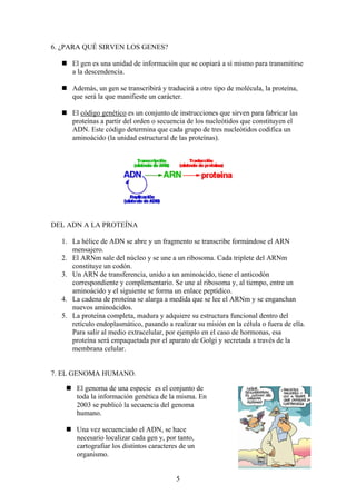 6. ¿PARA QUÉ SIRVEN LOS GENES?

     El gen es una unidad de información que se copiará a sí mismo para transmitirse
     a la descendencia.

     Además, un gen se transcribirá y traducirá a otro tipo de molécula, la proteína,
     que será la que manifieste un carácter.

     El código genético es un conjunto de instrucciones que sirven para fabricar las
     proteínas a partir del orden o secuencia de los nucleótidos que constituyen el
     ADN. Este código determina que cada grupo de tres nucleótidos codifica un
     aminoácido (la unidad estructural de las proteínas).




DEL ADN A LA PROTEÍNA

  1. La hélice de ADN se abre y un fragmento se transcribe formándose el ARN
     mensajero.
  2. El ARNm sale del núcleo y se une a un ribosoma. Cada triplete del ARNm
     constituye un codón.
  3. Un ARN de transferencia, unido a un aminoácido, tiene el anticodón
     correspondiente y complementario. Se une al ribosoma y, al tiempo, entre un
     aminoácido y el siguiente se forma un enlace peptídico.
  4. La cadena de proteína se alarga a medida que se lee el ARNm y se enganchan
     nuevos aminoácidos.
  5. La proteína completa, madura y adquiere su estructura funcional dentro del
     retículo endoplasmático, pasando a realizar su misión en la célula o fuera de ella.
     Para salir al medio extracelular, por ejemplo en el caso de hormonas, esa
     proteína será empaquetada por el aparato de Golgi y secretada a través de la
     membrana celular.


7. EL GENOMA HUMANO.

       El genoma de una especie es el conjunto de
       toda la información genética de la misma. En
       2003 se publicó la secuencia del genoma
       humano.

       Una vez secuenciado el ADN, se hace
       necesario localizar cada gen y, por tanto,
       cartografiar los distintos caracteres de un
       organismo.


                                           5
 