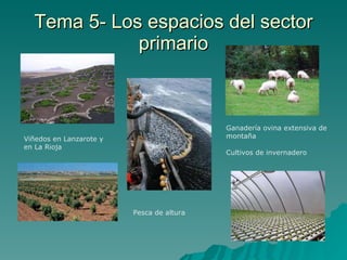 Tema 5- Los espacios del sector primario Viñedos en Lanzarote y en La Rioja Ganadería ovina extensiva de montaña Cultivos de invernadero Pesca de altura 
