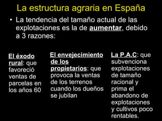 La estructura agraria en España La tendencia del tamaño actual de las explotaciones es la de  aumentar , debido a 3 razones: El éxodo rural : que favoreció ventas de parcelas en los años 60 El envejecimiento de los propietarios : que provoca la ventas de los terrenos cuando los dueños se jubilan La P.A.C : que subvenciona explotaciones de tamaño racional y prima el abandono de explotaciones y cultivos poco rentables. 