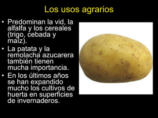 Los usos agrarios Predominan la vid, la alfalfa y los cereales (trigo, cebada y maíz). La patata y la remolacha azucarera también tienen mucha importancia. En los últimos años se han expandido mucho los cultivos de huerta en superficies de invernaderos. 