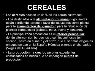 Los  cereales  ocupan un 51% de las tierras cultivadas.  - Los destinados a la  alimentación humana   (trigo, arroz) están perdiendo terreno a favor de los usados como pienso para la  alimentación del ganado   o para la fabricación de piensos compuestos (cebada, maíz, avena y centeno).  - La principal zona productora es el  interior peninsular , donde alternan con barbechos o con leguminosas (en secano), salvo en el maíz y el arroz, que al ser mas exigentes en agua se dan en la España Húmeda o zonas encharcadas (Vegas del Guadiana).  - La  producción ha crecido  pero los excedentes comunitarios ha hecho que se impongan  cuotas  de producción. CEREALES 