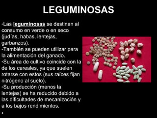 LEGUMINOSAS Las  leguminosas  se destinan al consumo en verde o en seco (judías, habas, lentejas, garbanzos).  También se pueden utilizar para la alimentación del ganado.  Su área de cultivo coincide con la de los cereales, ya que suelen rotarse con estos (sus raíces fijan nitrógeno al suelo).  Su producción (menos la lentejas) se ha reducido debido a las dificultades de mecanización y a los bajos rendimientos.     