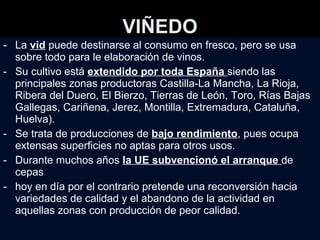 VIÑEDO La  vid  puede destinarse al consumo en fresco, pero se usa sobre todo para le elaboración de vinos.  Su cultivo está  extendido por toda España  siendo las principales zonas productoras Castilla-La Mancha, La Rioja, Ribera del Duero, El Bierzo, Tierras de León, Toro, Rías Bajas Gallegas, Cariñena, Jerez, Montilla, Extremadura, Cataluña, Huelva) . Se trata de producciones de  bajo rendimiento , pues ocupa extensas superficies no aptas para otros usos.  Durante muchos años  la UE subvencionó el arranque  de cepas hoy en día por el contrario pretende una reconversión hacia variedades de calidad y el abandono de la actividad en aquellas zonas con producción de peor calidad.  