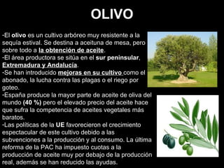 OLIVO El  olivo  es un cultivo arbóreo muy resistente a la sequía estival.  S e destina a aceituna de mesa, pero sobre todo a  la obtención de aceite .  El área productora se sitúa en el  sur peninsular ,  Extremadura y Andalucía .  Se han introducido  mejoras en su cultivo  como el abonado, la lucha contra las plagas o el riego por goteo.  España produce la mayor parte de aceite de oliva del mundo  (40 %)  pero el elevado precio del aceite hace que sufra la competencia de aceites vegetales más baratos. Las políticas de la  UE  favorecieron el crecimiento espectacular de este cultivo debido a las subvenciones a la producción y al consumo. La última reforma de la PAC ha impuesto cuotas a la producción de aceite muy por debajo de la producción real, además se han reducido las ayudas.  