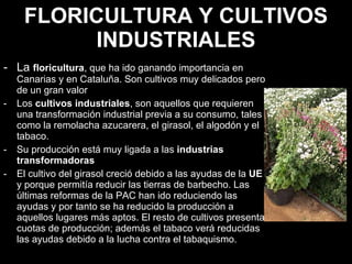 FLORICULTURA Y CULTIVOS INDUSTRIALES La   floricultura , que ha ido ganando importancia en Canarias y en Cataluña. Son cultivos muy delicados pero de un gran valor  Los  cultivos industriales , son aquellos que requieren una transformación industrial previa a su consumo, tales como la remolacha azucarera, el girasol, el algodón y el tabaco. Su producción está muy ligada a las  industrias transformadoras El cultivo del girasol creció debido a las ayudas de la  UE  y porque permitía reducir las tierras de barbecho. Las últimas reformas de la PAC han ido reduciendo las ayudas y por tanto se ha reducido la producción a aquellos lugares más aptos. El resto de cultivos presenta cuotas de producción; además el tabaco verá reducidas las ayudas debido a la lucha contra el tabaquismo.  
