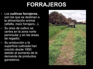 FORRAJEROS Los  cultivos forrajeros , son los que se destinan a la alimentación animal (alfalfa, maíz forrajero...).  Su área de cultivo se centra en la zona norte peninsular y en las áreas de regadío.  Su producción y la superficie cultivada han crecido desde 1950 debido al aumento de la demanda de productos ganaderos.  