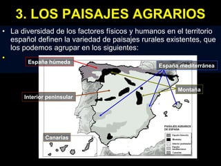 3. LOS PAISAJES AGRARIOS La diversidad de los factores físicos y humanos en el territorio español definen la variedad de paisajes rurales existentes, que los podemos agrupar en los siguientes:  España húmeda Montaña Interior peninsular España mediterránea Canarias 