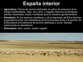 España interior Agricultura:  Tierras de secano dedicadas al cultivo de extensivo de la trilogía mediterránea –trigo, vid y olivo- y regadío intensivo de forrajeras, plantas industriales, frutas y hortalizas para la industria agroalimentaria. Ganadería:  En los secanos castellanos y de la depresión del Ebro dominan la ganadería ovina, con importancia de la bovina para leche y la porcina. En Extremadura cría extensiva de porcino (dehesas) y ovino. Ganado trashumante en decadencia. Silvicultura:  leña, corcho, carbón vegetal. 