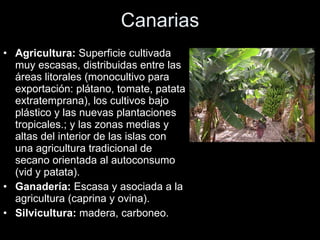 Canarias Agricultura:  Superficie cultivada muy escasas, distribuidas entre las áreas litorales (monocultivo para exportación: plátano, tomate, patata extratemprana), los cultivos bajo plástico y las nuevas plantaciones tropicales.; y las zonas medias y altas del interior de las islas con una agricultura tradicional de secano orientada al autoconsumo (vid y patata). Ganadería:  Escasa y asociada a la agricultura (caprina y ovina). Silvicultura:  madera, carboneo. 