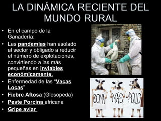 LA DINÁMICA RECIENTE DEL MUNDO RURAL En el campo de la Ganadería: Las  pandemias  han asolado al sector y obligado a reducir el número de explotaciones, convirtiendo a las más pequeñas en  inviables económicamente. Enfermedad de las “ Vacas Locas ” Fiebre Aftosa  (Glosopeda) Peste Porcina  africana Gripe aviar  