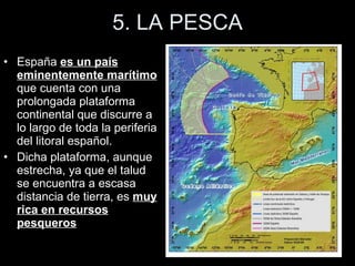 5. LA PESCA España  es un país eminentemente marítimo  que cuenta con una prolongada plataforma continental que discurre a lo largo de toda la periferia del litoral español.  Dicha plataforma, aunque estrecha, ya que el talud se encuentra a escasa distancia de tierra, es  muy rica en recursos pesqueros 