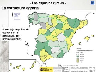 - Los espacios rurales -
La estructura agraria
Porcentaje de población
ocupada en la
agricultura, por
provincias (1999)
 