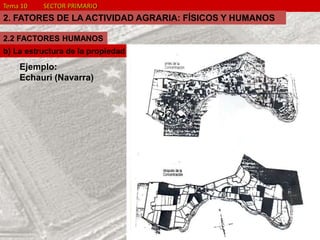 Tema 10 SECTOR PRIMARIO
2. FATORES DE LA ACTIVIDAD AGRARIA: FÍSICOS Y HUMANOS
2.2 FACTORES HUMANOS
Ejemplo:
Echauri (Navarra)
b) La estructura de la propiedad
 