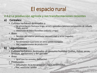 El espacio rural
2.1.2 La producción agrícola y sus transformaciones recientes
a) Cereales:
• Cultivos herbáceo destinados a
o La alimentación humana (trigo, arroz) y ganadera (piensos compuestos de cebada,
maíz, avena)
o Obtención de biocarburantes (cebada y trigo)
• Área:
o Secanos del interior peninsular excepto maíz y arroz (regadío)
• Producción:
o Rendimientos superiores en otros países europeos
o PAC impone cuotas de producción
b) Leguminosas
• Cultivos herbáceos destinados al consumo humano (judías, habas secas,
lentejas, garbanzos) y del ganado
• Área:
o Igual que los cereales (barbecho)
• Producción:
o Dificultades de la mecanización y bajos rendimientos
o PAC reduce las ayudas
 