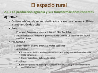 El espacio rural
2.1.2 La producción agrícola y sus transformaciones recientes
d) Olivo:
• Cultivos arbóreo de secano destinado a la aceituna de mesa (10%) y
a la obtención de aceite
• Área:
o Principal: Campiña andaluza -> Jaén (1/4) y Córdoba
o Secundarios: Extremadura, provincias de Castilla La Mancha y el litoral
mediterráneo
• Producción
o Árbol vecero: alterna buenas y malas cosechas
o Actualidad:
 Incremento debido a subvenciones europeas y mejoras técnicas (abonado,
riego por goteo)
 Mayor exportador del mundo (40%)
o Problemas:
 Elevado precio del aceite por la escasa mecanización y la competencia de
aceites baratos
 