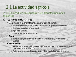 2.1 La actividad agrícola
2.1.2 La producción agrícola y sus transformaciones
recientes
f) Cultivos industriales
• Destinado a la transformación industrial como:
o Girasol : fabricación de aceite, tortas para el ganado y biodiesel
o Remolacha: azúcar y bioetanol
o Algodón: tejidos
o Tabaco: industria tabacalera
• Área:
o Principal: Regadíos mitad meridional peninsular (- remolacha = V.
Duero)
• Producción
o Relacionada con la industria proporcionando semillas, supervisando y
contratando la producción
o PAC impone cuotas de producción y desvincula la ayuda al tabaco
 