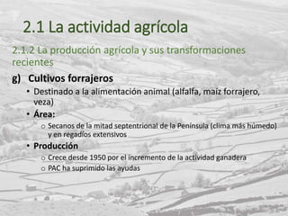 2.1 La actividad agrícola
2.1.2 La producción agrícola y sus transformaciones
recientes
g) Cultivos forrajeros
• Destinado a la alimentación animal (alfalfa, maíz forrajero,
veza)
• Área:
o Secanos de la mitad septentrional de la Península (clima más húmedo)
y en regadíos extensivos
• Producción
o Crece desde 1950 por el incremento de la actividad ganadera
o PAC ha suprimido las ayudas
 