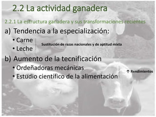 2.2 La actividad ganadera
2.2.1 La estructura ganadera y sus transformaciones recientes
a) Tendencia a la especialización:
• Carne
• Leche
b) Aumento de la tecnificación
• Ordeñadoras mecánicas
• Estudio científico de la alimentación
Sustitución de razas nacionales y de aptitud mixta
↑ Rendimientos
 