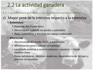 2.2 La actividad ganadera
2.2.1 La estructura ganadera y sus transformaciones recientes
c) Mayor peso de la intensiva respecto a la extensiva
• Extensiva:
• Depende del medio físico
• Alimentación a diente en prados y pastizales
• Razas autóctonas y técnicas de trabajo tradicional
• Intensiva:
• Desvinculada del medio físico -> estabulada
• Alimentación total o parcial con pienso
• Localizada próxima a centros urbanos + nordeste + litoral
mediterráneo
• Razas extranjeras, técnicas modernas, dependencia de forrajes y
piensos compuestos
 
