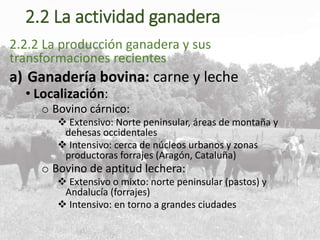 2.2 La actividad ganadera
2.2.2 La producción ganadera y sus
transformaciones recientes
a) Ganadería bovina: carne y leche
• Localización:
o Bovino cárnico:
 Extensivo: Norte peninsular, áreas de montaña y
dehesas occidentales
 Intensivo: cerca de núcleos urbanos y zonas
productoras forrajes (Aragón, Cataluña)
o Bovino de aptitud lechera:
 Extensivo o mixto: norte peninsular (pastos) y
Andalucía (forrajes)
 Intensivo: en torno a grandes ciudades
 