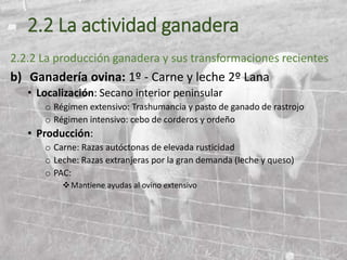 2.2 La actividad ganadera
2.2.2 La producción ganadera y sus transformaciones recientes
b) Ganadería ovina: 1º - Carne y leche 2º Lana
• Localización: Secano interior peninsular
o Régimen extensivo: Trashumancia y pasto de ganado de rastrojo
o Régimen intensivo: cebo de corderos y ordeño
• Producción:
o Carne: Razas autóctonas de elevada rusticidad
o Leche: Razas extranjeras por la gran demanda (leche y queso)
o PAC:
Mantiene ayudas al ovino extensivo
 