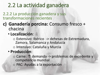 2.2 La actividad ganadera
2.2.2 La producción ganadera y sus
transformaciones recientes
c) Ganadería porcina: Consumo fresco +
chacina
• Localización:
o Extensivo: Ibérico -> dehesas de Extremadura,
Zamora, Salamanca y Andalucía
o Intensivo: Cataluña y Murcia
• Producción:
o Carne: ↑ demanda -> problemas de excedente y
competencia mundial
o PAC: Ayudas a la exportación
 