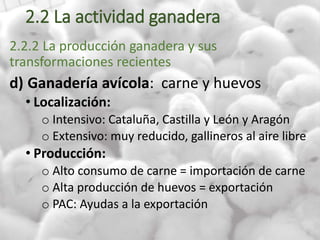 2.2 La actividad ganadera
2.2.2 La producción ganadera y sus
transformaciones recientes
d) Ganadería avícola: carne y huevos
• Localización:
o Intensivo: Cataluña, Castilla y León y Aragón
o Extensivo: muy reducido, gallineros al aire libre
• Producción:
o Alto consumo de carne = importación de carne
o Alta producción de huevos = exportación
o PAC: Ayudas a la exportación
 