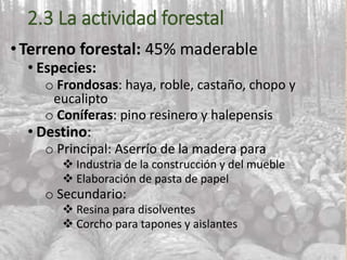 2.3 La actividad forestal
•Terreno forestal: 45% maderable
• Especies:
o Frondosas: haya, roble, castaño, chopo y
eucalipto
o Coníferas: pino resinero y halepensis
• Destino:
o Principal: Aserrío de la madera para
 Industria de la construcción y del mueble
 Elaboración de pasta de papel
o Secundario:
 Resina para disolventes
 Corcho para tapones y aislantes
 