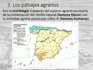 3. Los paisajes agrarios
Son la morfología o aspecto del espacio agrario resultante
de la combinación del medio natural (factores físicos) con
la actividad agraria practicada sobre él (factores humanos).
 