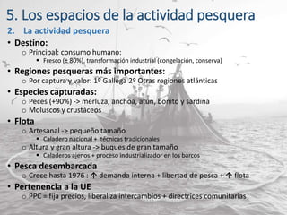 5. Los espacios de la actividad pesquera
2. La actividad pesquera
• Destino:
o Principal: consumo humano:
 Fresco (± 80%), transformación industrial (congelación, conserva)
• Regiones pesqueras más importantes:
o Por captura y valor: 1º Gallega 2º Otras regiones atlánticas
• Especies capturadas:
o Peces (+90%) -> merluza, anchoa, atún, bonito y sardina
o Moluscos y crustáceos
• Flota
o Artesanal -> pequeño tamaño
 Caladero nacional + técnicas tradicionales
o Altura y gran altura -> buques de gran tamaño
 Caladeros ajenos + proceso industrializador en los barcos
• Pesca desembarcada
o Crece hasta 1976 :  demanda interna + libertad de pesca +  flota
• Pertenencia a la UE
o PPC = fija precios, liberaliza intercambios + directrices comunitarias
 