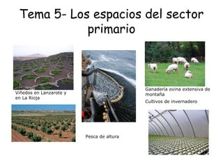 Tema 5- Los espacios del sector
primario
Viñedos en Lanzarote y
en La Rioja
Ganadería ovina extensiva de
montaña
Cultivos de invernadero
Pesca de altura
 