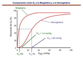 Tema 5 Proteinas Estructura 4a Hemoglobina Farmacia PDF tema-5-proteinas-estructura-4a-hemoglobina-farmacia-pdf