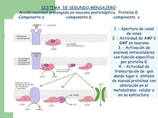 SISTEMA  DE SEGUNDO MENSAJERO<br />Acción neuronal prolongada en neurona postsináptica.  Proteína G <br />-Componente α		-...