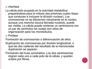  Interfase
La célula está ocupada en la actividad metabólica
  preparándose para la mitosis (las próximas cuatro fases
  que conducen e incluyen la división nuclear). Los
  cromosomas no se disciernen claramente en el núcleo,
  aunque una mancha oscura llamada nucleolo, puede
  ser visible. La célula puede contener un centrosoma con
  un par de centriolos los cuales son sitios de
  organización para los microtúbulos.
 Profase
Formación de cromosomas o diferenciación de ellos.
Duplicación de cromosomas por división longitudinal, o
  que las dos cadenas del resultado de la mencionada
  duplicación se separan.
Formación del huso acromático. Los dos centrosomas
  migran cada uno a cada polo de la célula, y quedan
  unidos por fibras.
 