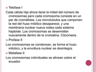  Telofase I
Cada célula hija ahora tiene la mitad del número de
  cromosomas pero cada cromosoma consiste en un
  par de cromátidas. Los microtubulos que componen
  la red del huso mitótico desaparece, y una
  membrana nuclear nueva rodea cada sistema
  haploide. Los cromosomas se desenrollan
  nuevamente dentro de la cromatina. Citocinesis.
 Profase II

Los cromosomas se condensan, se forma el huso
  mitotico, y la envoltura nuclear se desintegra.
 Metafase II

Los cromosomas individuales se alinean sobre el
  ecuador.
 