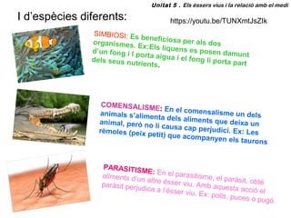 I d’espècies diferents:
SIMBIOSI: Es beneficiosa per als dosorganismes. Ex:Els líquens es posen damunt
d’un fong i l porta aigua i el fong li porta partdels seus nutrients.
COMENSALISME: En el comensalisme un delsanimals s’alimenta dels aliments que deixa unanimal, però no li causa cap perjudici. Ex: Lesrèmoles (peix petit) que acompanyen els taurons
PARASITISME: En el parasitisme, el paràsit, obté
aliments d’un altre ésser viu. Amb aquesta acció el
paràsit perjudica a l’ésser viu. Ex: polls, puces o pugó.
https://youtu.be/TUNXmtJsZIk
Unitat 5 . Els éssers vius i la relació amb el medi
 