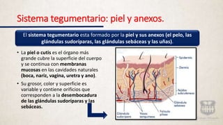 Sistema tegumentario: piel y anexos.
• La piel o cutis es el órgano más
grande cubre la superficie del cuerpo
y se continua con membranas
mucosas en las cavidades naturales
(boca, nariz, vagina, uretra y ano).
• Su grosor, color y superficie es
variable y contiene orificios que
corresponden a la desembocadura
de las glándulas sudoríparas y las
sebáceas.
El sistema tegumentario esta formado por la piel y sus anexos (el pelo, las
glándulas sudoríparas, las glándulas sebáceas y las uñas).
 