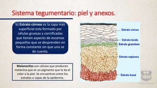 Sistema tegumentario: piel y anexos.
b) Estrato córneo es la capa más
superficial esta formado por
células gruesas y cornificadas
que tienen aspecto de escamas
pequeñas que se desprenden en
forma constante sin que uno se
de cuenta.
Melanocitos son células que producen
melanina que es un pigmento que le da el
color a la piel. Se encuentran entre los
estratos o capas de la epidermis.
 