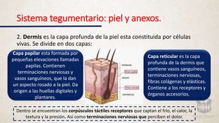 Sistema tegumentario: piel y anexos.
2. Dermis es la capa profunda de la piel esta constituida por células
vivas. Se divide en dos capas:
Capa papilar esta formada por
pequeñas elevaciones llamadas
papilas. Contienen
terminaciones nerviosas y
vasos sanguíneos, que la dan
un aspecto rosado a la piel. Da
origen a las huellas digitales y
plantares.
Capa reticular es la capa
profunda de la dermis que
contiene vasos sanguíneos,
terminaciones nerviosas,
fibras colágenas y elásticas.
Contiene a los receptores y
órganos accesorios.
Dentro se encuentran los corpúsculos táctiles receptores que captan el frío, el calor, la
textura y la presión. Así como terminaciones nerviosas que perciben el dolor.
 