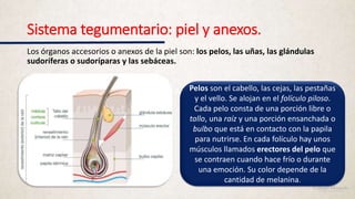 Sistema tegumentario: piel y anexos.
Los órganos accesorios o anexos de la piel son: los pelos, las uñas, las glándulas
sudoríferas o sudoríparas y las sebáceas.
Pelos son el cabello, las cejas, las pestañas
y el vello. Se alojan en el folículo piloso.
Cada pelo consta de una porción libre o
tallo, una raíz y una porción ensanchada o
bulbo que está en contacto con la papila
para nutrirse. En cada folículo hay unos
músculos llamados erectores del pelo que
se contraen cuando hace frío o durante
una emoción. Su color depende de la
cantidad de melanina.
 