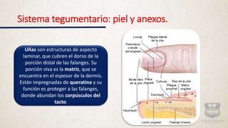 Sistema tegumentario: piel y anexos.
Uñas son estructuras de aspecto
laminar, que cubren el dorso de la
porción distal de las falanges. Su
porción viva es la matriz, que se
encuentra en el espesor de la dermis.
Están impregnadas de queratina y su
función es proteger a las falanges,
donde abundan los corpúsculos del
tacto.
 
