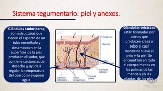 Sistema tegumentario: piel y anexos.
Glándulas sudoríparas,
son estructuras que
tienen el aspecto de un
tubo enrrollado y
desembocan en la
superficie de la piel,
producen el sudor, que
contiene sustancias de
desecho y ayuda a
regular la temperatura
del cuerpo al evaporar
agua.
Glándulas sebáceas
están formadas por
acinos que
producen grasa o
sebo el cual
mantiene suave al
pelo y la piel. Se
encuentran en todo
el cuerpo menos en
las palmas de las
manos y en las
plantas de los pies.
 