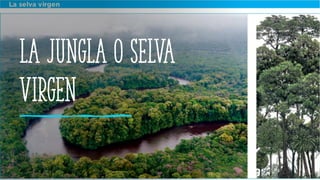 La jungla o selva
virgen
 