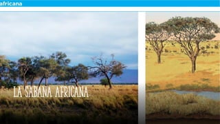 La sabana africana
 