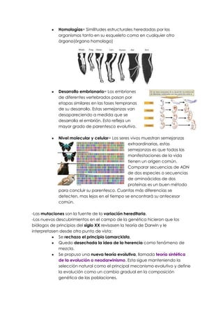 Homologías= Similitudes estructurales heredadas por los
            organismos tanto en su esqueleto como en cualquier otro
            órgano(órgano homologo)




            Desarrollo embrionario= Los embriones
            de diferentes vertebrados pasan por
            etapas similares en las fases tempranas
            de su desarrollo. Estas semejanzas van
            desapareciendo a medida que se
            desarrolla el embrión. Esto refleja un
            mayor grado de parentesco evolutivo.

            Nivel molecular y celular= Los seres vivos muestran semejanzas
                                               extraordinarias, estas
                                               semejanzas es que todas las
                                               manifestaciones de la vida
                                               tienen un origen común.
                                               Comparar secuencias de ADN
                                               de dos especies o secuencias
                                               de aminoácidos de dos
                                               proteínas es un buen método
            para concluir su parentesco. Cuantas más diferencias se
            detecten, mas lejos en el tiempo se encontrará su antecesor
            común.

-Las mutaciones son la fuente de la variación hereditaria.
-Los nuevos descubrimientos en el campo de la genética hicieron que los
biólogos de principios del siglo XX revisasen la teoría de Darwin y le
interpretasen desde otro punto de vista:
             Se rechazo el principio Lamarckista.
             Quedo desechada la idea de la herencia como fenómeno de
             mezcla.
             Se propuso una nueva teoría evolutiva, llamada teoría sintética
             de la evolución o neodarwinismo. Esta sigue manteniendo la
             selección natural como el principal mecanismo evolutivo y define
             la evolución como un cambio gradual en la composición
             genética de las poblaciones.
 