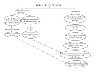 DOBLE HÉLICE DEL ADN

               modelo tridimensional
                   basado en                                                    características


                                                                        2 cadenas polinucleótidas que
estudios de difracción     Ley de la equivalencia                          forman una doble hélice
 de rayos X aplicado       de bases de Chargaff:                                 dextrógira
por Franklin y Wilkins
                                                                             cadenas antiparalelas
                                 que dedujo                                        5’----3’
por el que se dedujo la                                                            3’----5’
                              nº bases púricas =
 estructura helicoidal
                            nº bases pirimidínicas
       del ADN                                                           esqueleto de pentosas-fosfato
                                A+ G = T + C
                                                                             situado en el exterior


                                                                          bases proyectadas al interior
                                                                            y perpendiculares al eje
                                                                                  de la hélice


                                                                  cadenas complementarias: bases enfrentadas
                                                                           y unidas por puentes de H:
                                                                                 A= T G = C


                                                                          10 pares de bases/vuelta, vuelta
                                                                           de 34 Å y diámetro de 20 Å
 